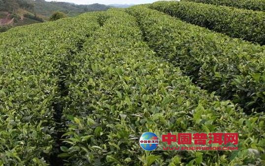 普洱茶