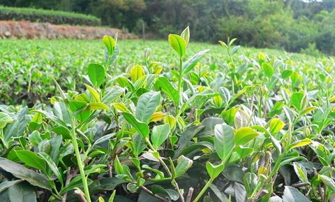 普洱茶