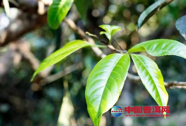 <u><a href='http://www.puer10000.com/puerzhishi/32854.html' target='_blank'>ն<u><a href='http://www.puer10000.com/puerzhishi/100997.html' target='_blank'></a></u></a></u>