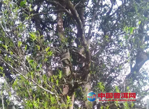 普洱茶