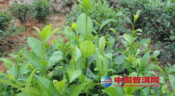 普洱茶