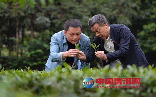 普洱茶