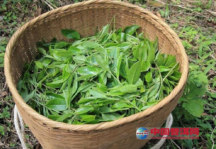 <u><a href='http://www.puer10000.com/puerzhishi/32854.html' target='_blank'>普洱<u><a href='http://www.puer10000.com/puerzhishi/100997.html' target='_blank'>茶</a></u></a></u>