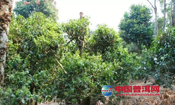 <u><a href='http://www.puer10000.com/puerzhishi/32854.html' target='_blank'>ն<u><a href='http://www.puer10000.com/puerzhishi/100997.html' target='_blank'></a></u></a></u>