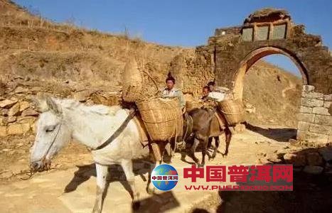普洱茶