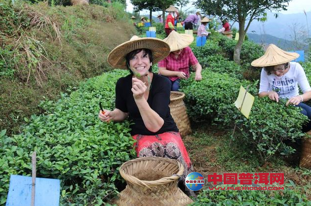 普洱茶