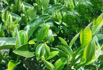 普洱茶