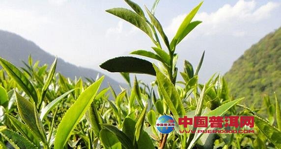 普洱茶