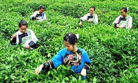 湘西州气象局气候品质认证助推黄金茶销售-行