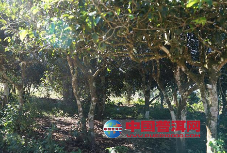 普洱茶山介绍 普洱茶山头 茶中有村,村中有 茶" 是对贺开山 茶树分布