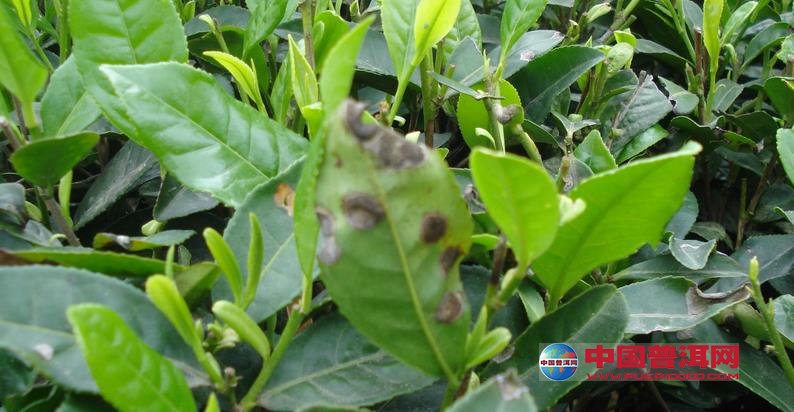 茶叶采摘后茶树及时防治茶橙瘿螨