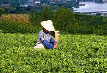 普洱茶