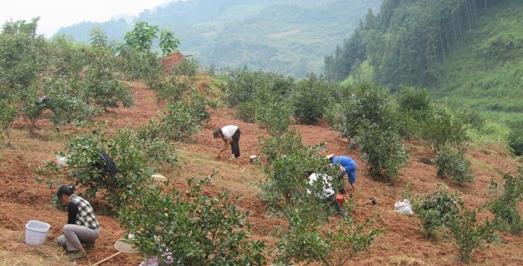 油茶树种植技术-种植知识-普洱茶栽培-中国普洱
