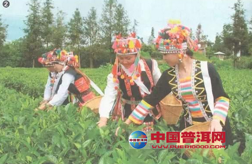 普洱茶