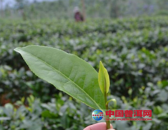 普洱茶