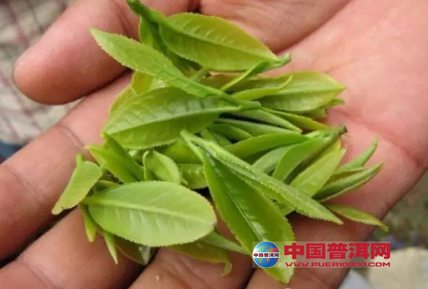 普洱茶