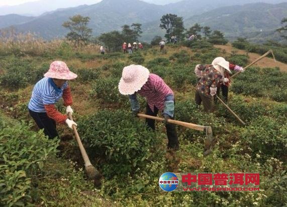 如何管理有机茶园土壤-种植知识-普洱茶栽培-中