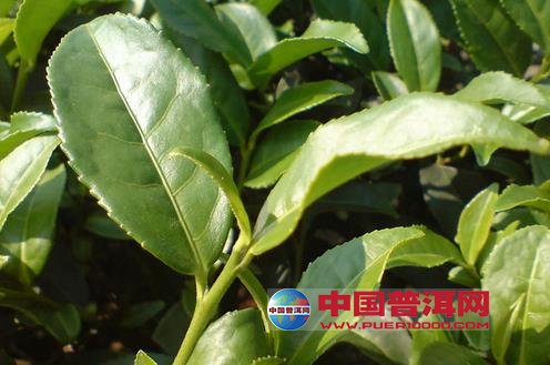 <u><a href='http://www.puer10000.com/puerzhishi/32854.html' target='_blank'>普洱<u><a href='http://www.puer10000.com/puerzhishi/100997.html' target='_blank'>茶</a></u></a></u>