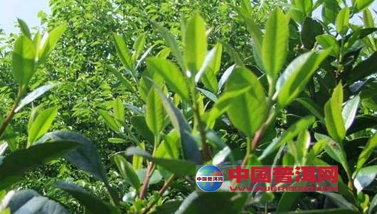 普洱茶