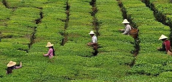 普洱茶