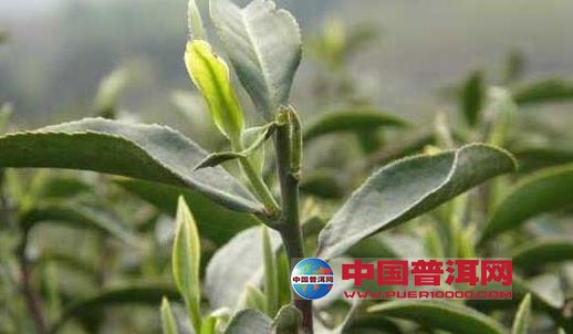 普洱茶