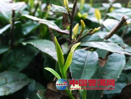 <u><a href='http://www.puer10000.com/puerzhishi/32854.html' target='_blank'>ն<u><a href='http://www.puer10000.com/puerzhishi/100997.html' target='_blank'></a></u></a></u>
