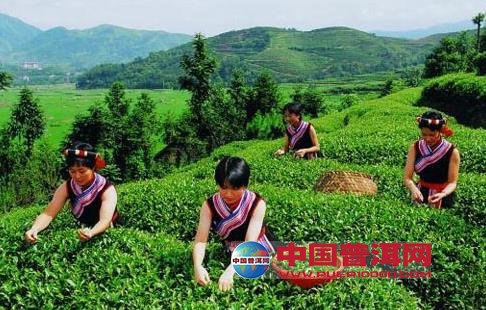 普洱茶