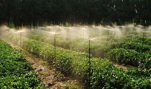 茶园滴灌技术及其效果-种植知识-普洱茶栽培-中