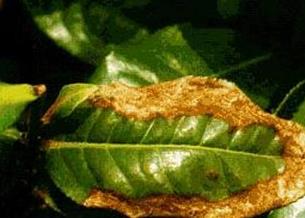普洱茶