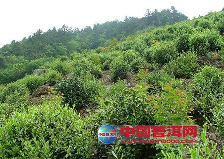 普洱茶