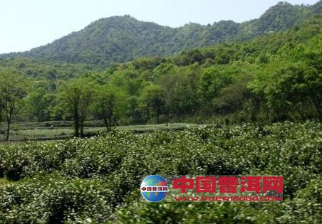 普洱茶