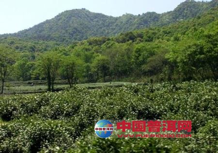 普洱茶