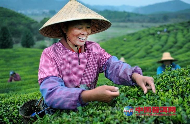 普洱茶