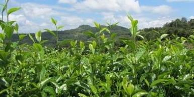 普洱茶