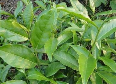 普洱茶