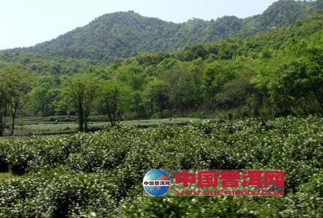 普洱茶