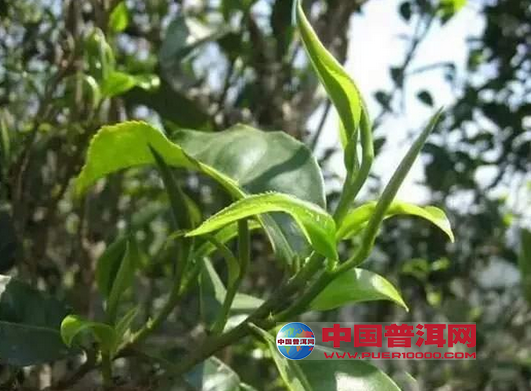 <u><a href='http://www.puer10000.com/puerzhishi/32854.html' target='_blank'>普洱<u><a href='http://www.puer10000.com/puerzhishi/100997.html' target='_blank'>茶</a></u></a></u>