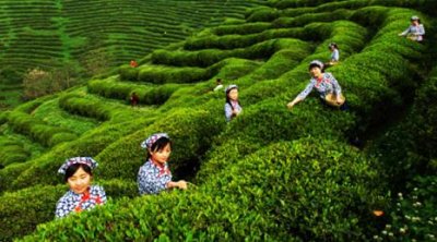 最新无公害茶叶施肥技术分析-种植知识-普洱茶