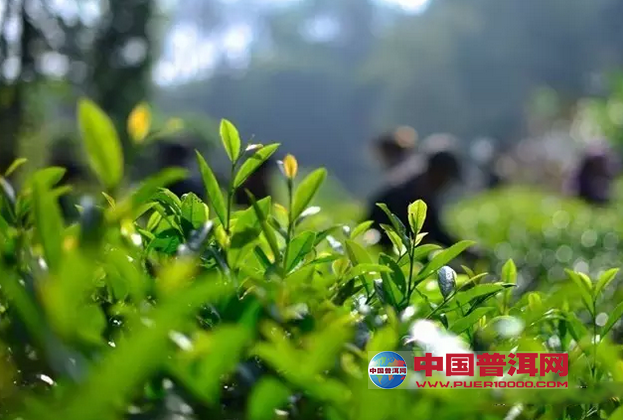 普洱茶
