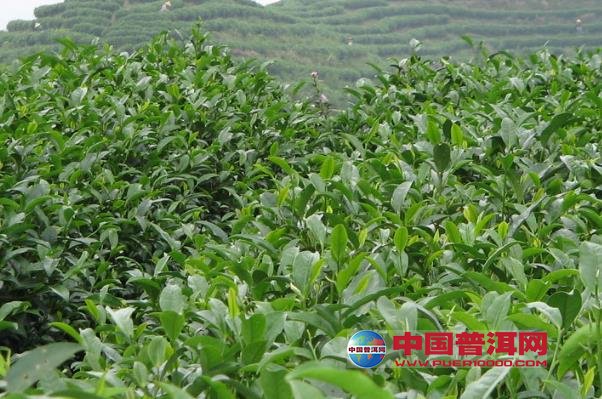 <u><a href='http://www.puer10000.com/puerzhishi/32854.html' target='_blank'>ն<u><a href='http://www.puer10000.com/puerzhishi/100997.html' target='_blank'></a></u></a></u>