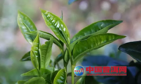<u><a href='http://www.puer10000.com/puerzhishi/32854.html' target='_blank'>ն<u><a href='http://www.puer10000.com/puerzhishi/100997.html' target='_blank'></a></u></a></u>
