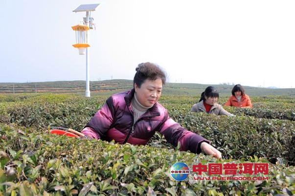 普洱茶