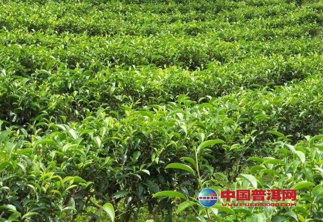 普洱茶