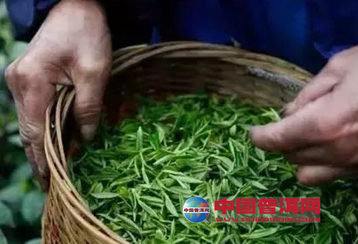 普洱茶