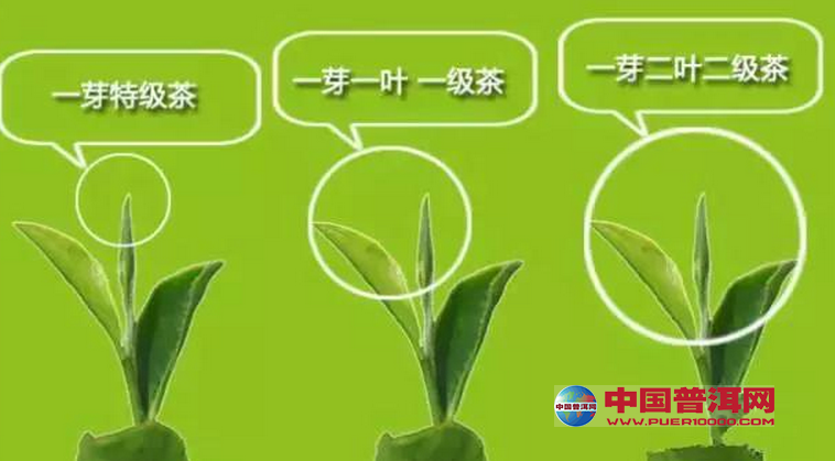 <u><a href='http://www.puer10000.com/puerzhishi/32854.html' target='_blank'>普洱茶</a></u>