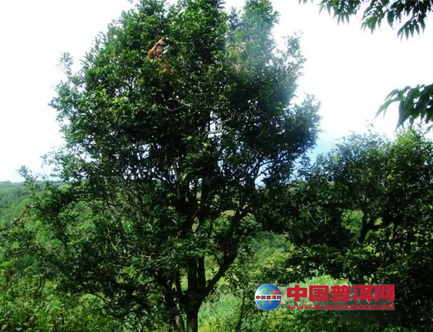 茶中珍品:云南景谷大白茶-茶友论茶-茶友会-中