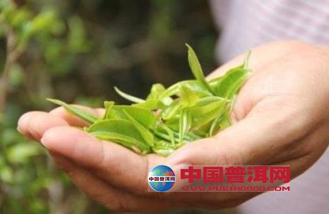 普洱茶