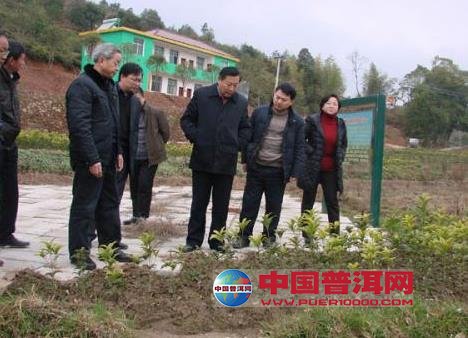 普洱茶