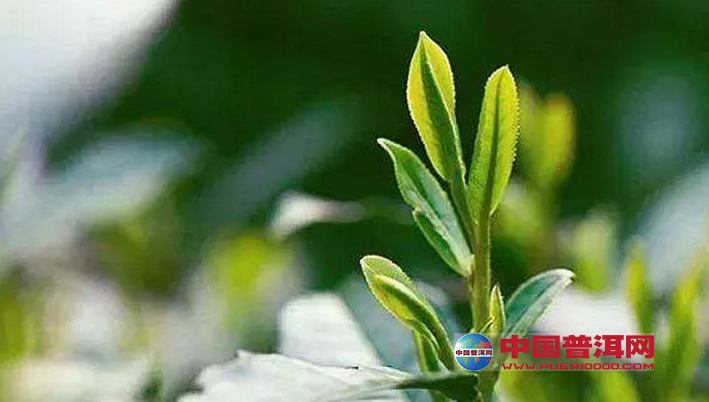 普洱茶
