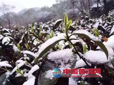 普洱茶